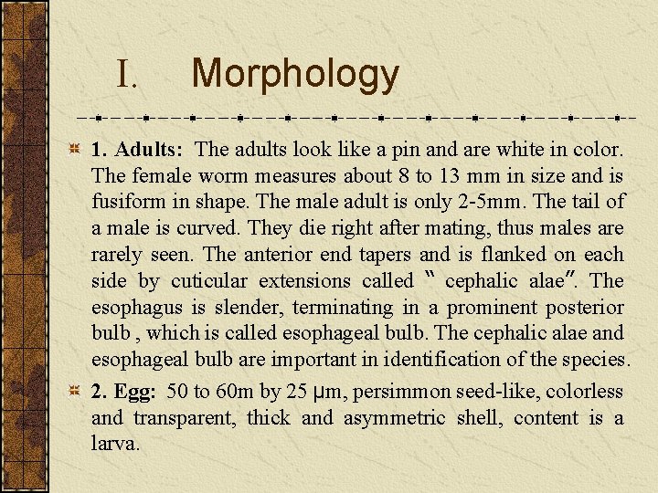 I. Morphology 1. Adults: The adults look like a pin and are white in