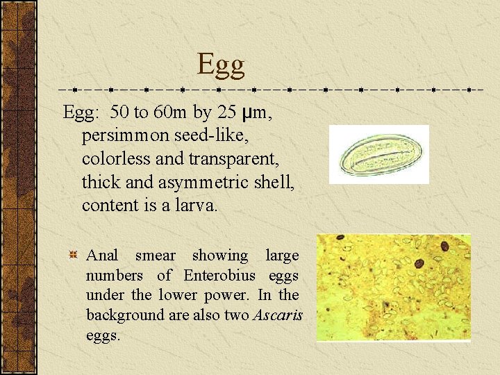 Egg Egg: 50 to 60 m by 25 µm, persimmon seed-like, colorless and transparent,