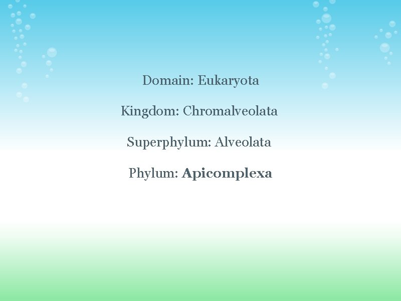  Domain: Eukaryota Kingdom: Chromalveolata Superphylum: Alveolata Phylum: Apicomplexa 