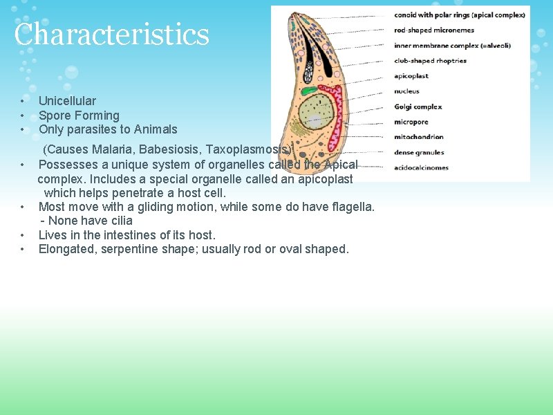 Characteristics • • • Unicellular Spore Forming Only parasites to Animals (Causes Malaria, Babesiosis,