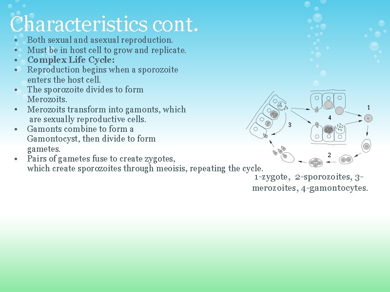 Characteristics cont. • • Both sexual and asexual reproduction. Must be in host cell