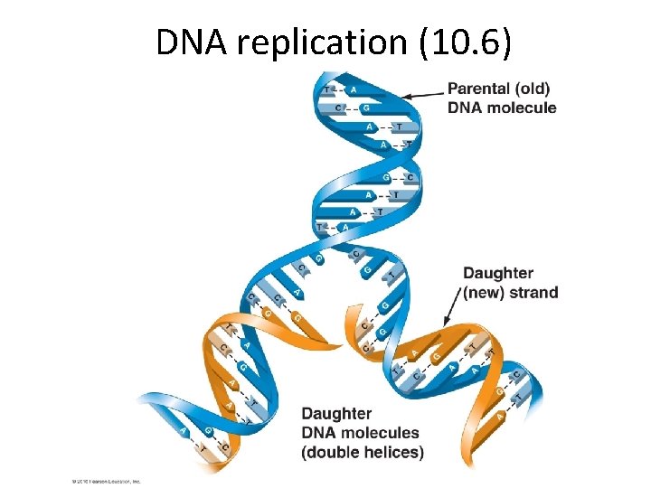 DNA replication (10. 6) 