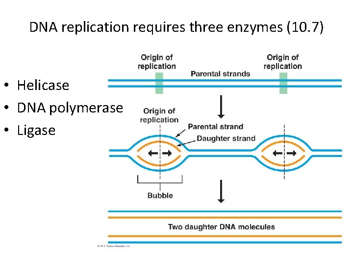 DNA replication requires three enzymes (10. 7) • Helicase • DNA polymerase • Ligase