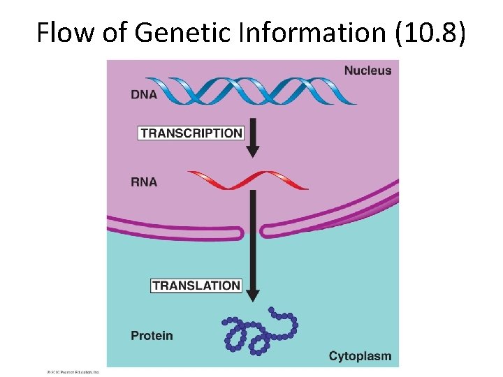 Flow of Genetic Information (10. 8) 
