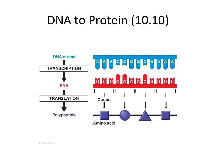 DNA to Protein (10. 10) 