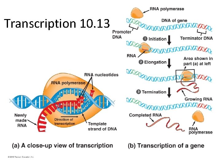 Transcription 10. 13 