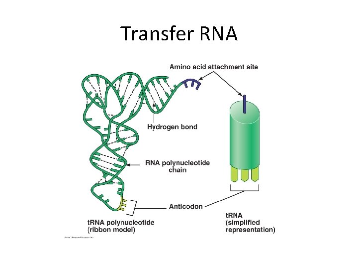 Transfer RNA 