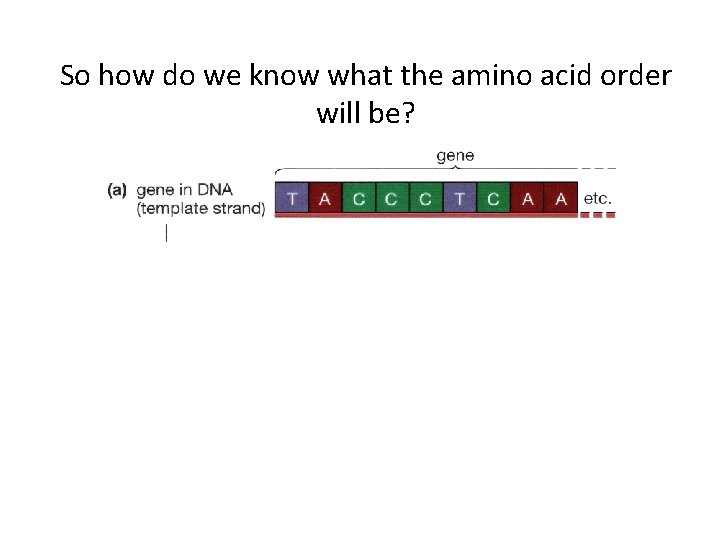 So how do we know what the amino acid order will be? 