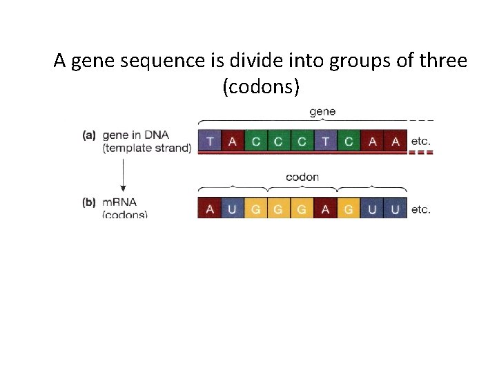 A gene sequence is divide into groups of three (codons) 
