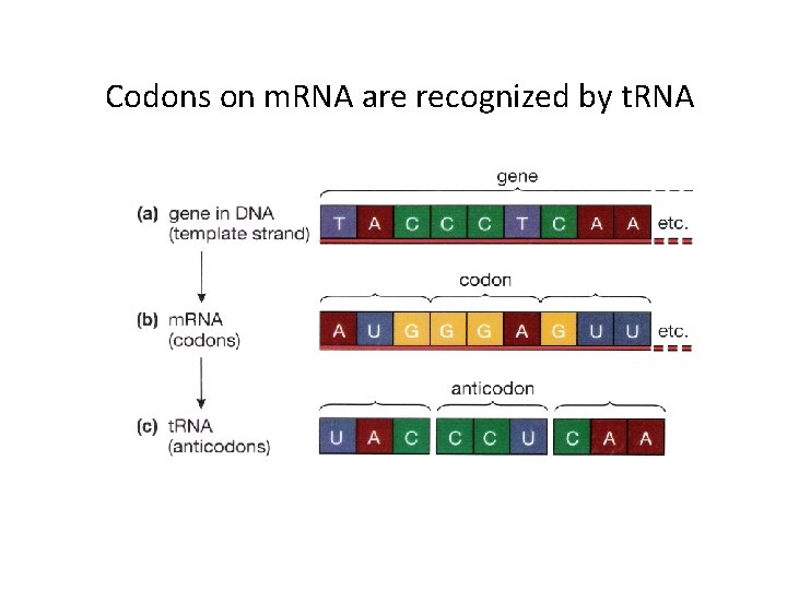 Codons on m. RNA are recognized by t. RNA 