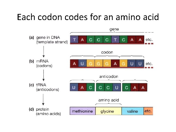 Each codon codes for an amino acid 