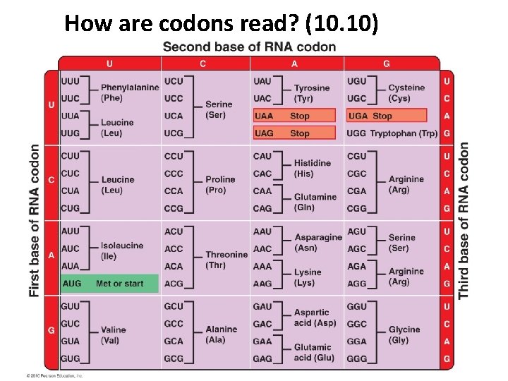 How are codons read? (10. 10) 