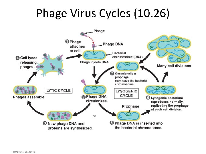 Phage Virus Cycles (10. 26) 