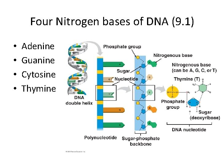 Four Nitrogen bases of DNA (9. 1) • • Adenine Guanine Cytosine Thymine 