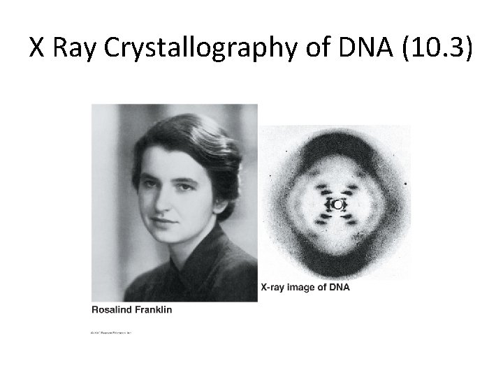 X Ray Crystallography of DNA (10. 3) 