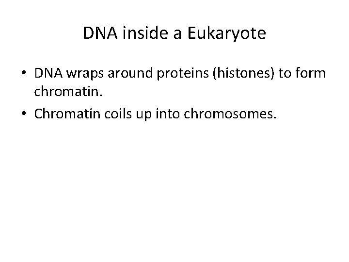 DNA inside a Eukaryote • DNA wraps around proteins (histones) to form chromatin. •