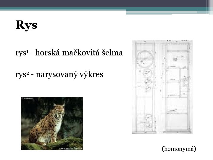 Rys rys 1 - horská mačkovitá šelma rys 2 - narysovaný výkres (homonymá) 