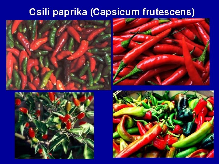 Csili paprika (Capsicum frutescens) 