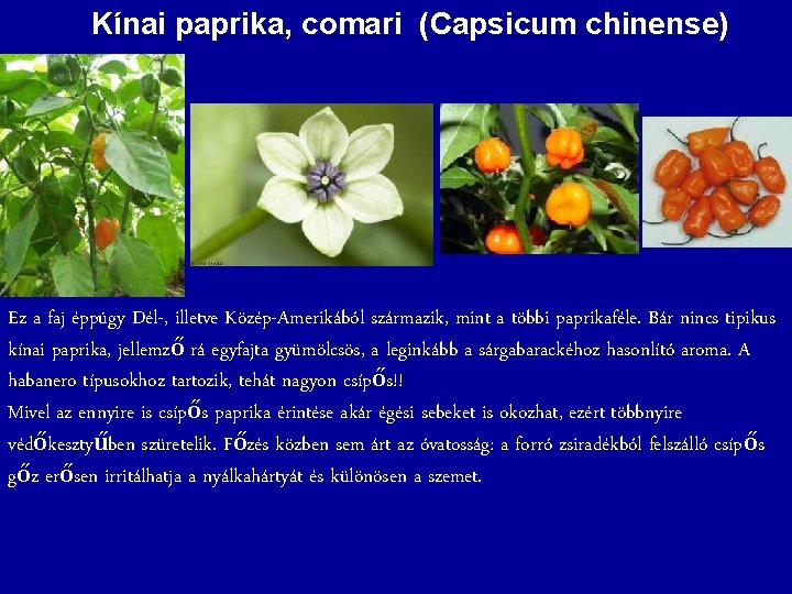 Kínai paprika, comari (Capsicum chinense) Ez a faj éppúgy Dél-, illetve Közép-Amerikából származik, mint