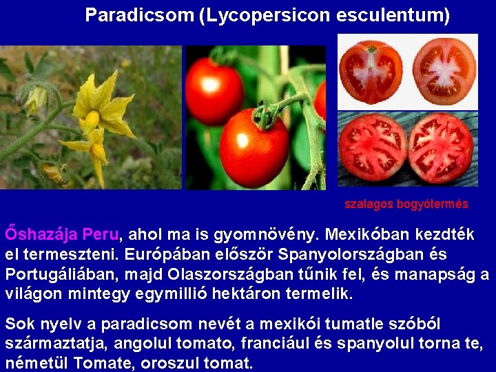 Paradicsom (Lycopersicon esculentum) szalagos bogyótermés Őshazája Peru, ahol ma is gyomnövény. Mexikóban kezdték el