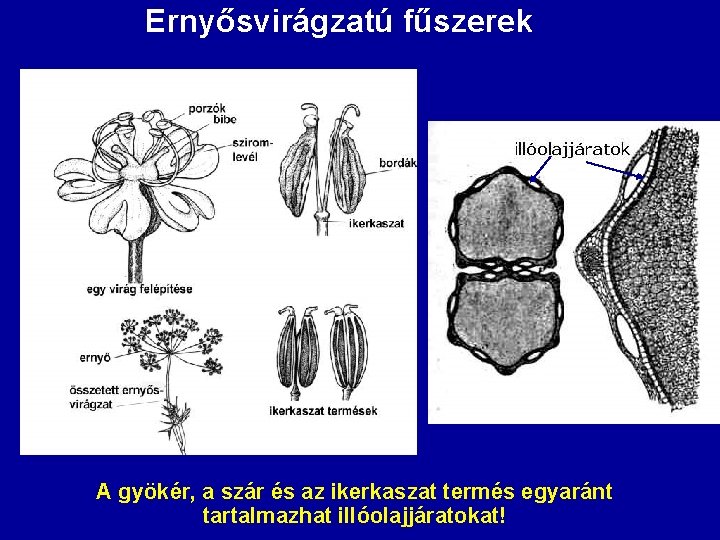 Ernyősvirágzatú fűszerek A gyökér, a szár és az ikerkaszat termés egyaránt tartalmazhat illóolajjáratokat! 