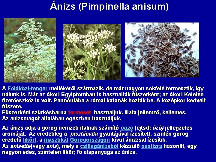 Ánizs (Pimpinella anisum) A Földközi-tenger mellékéről származik, de már nagyon sokfelé termesztik, így nálunk