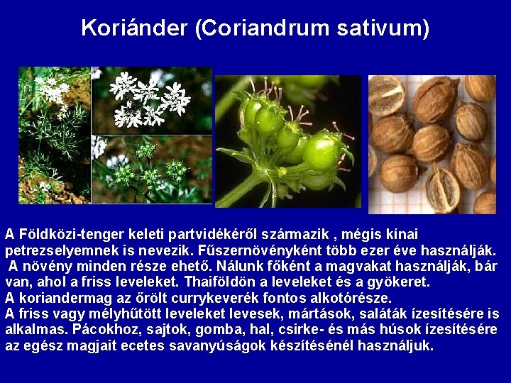 Koriánder (Coriandrum sativum) A Földközi-tenger keleti partvidékéről származik , mégis kínai petrezselyemnek is nevezik.