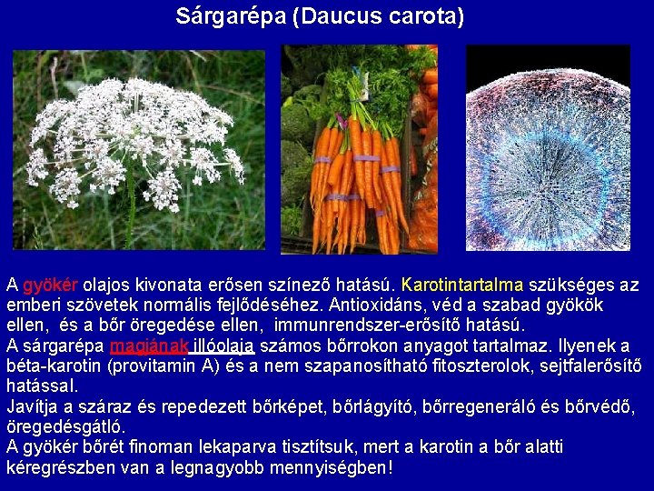 Sárgarépa (Daucus carota) A gyökér olajos kivonata erősen színező hatású. Karotintartalma szükséges az emberi