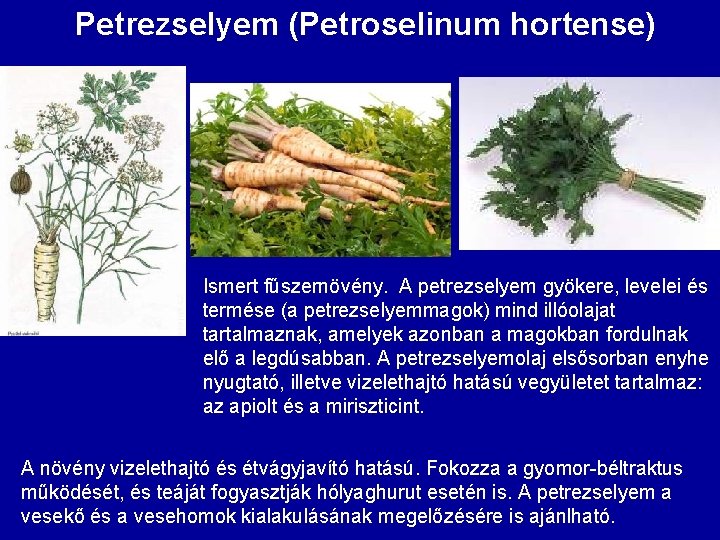 Petrezselyem (Petroselinum hortense) Ismert fűszernövény. A petrezselyem gyökere, levelei és termése (a petrezselyemmagok) mind