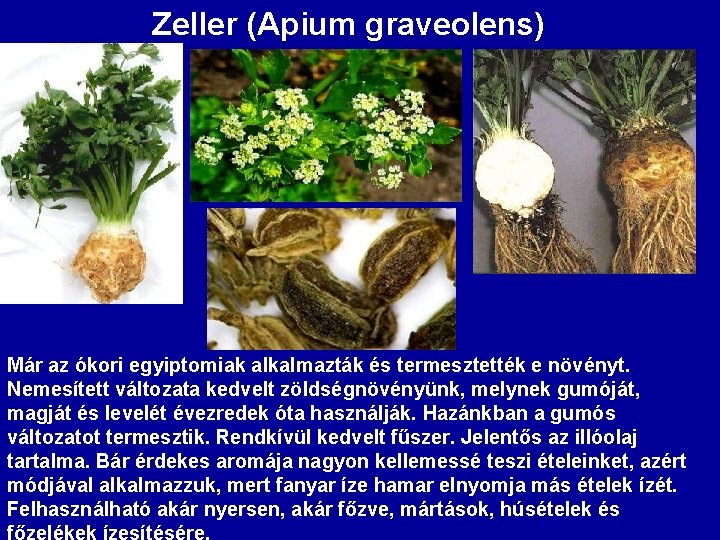 Zeller (Apium graveolens) Már az ókori egyiptomiak alkalmazták és termesztették e növényt. Nemesített változata