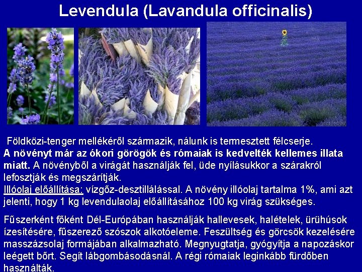 Levendula (Lavandula officinalis) Földközi-tenger mellékéről származik, nálunk is termesztett félcserje. A növényt már az