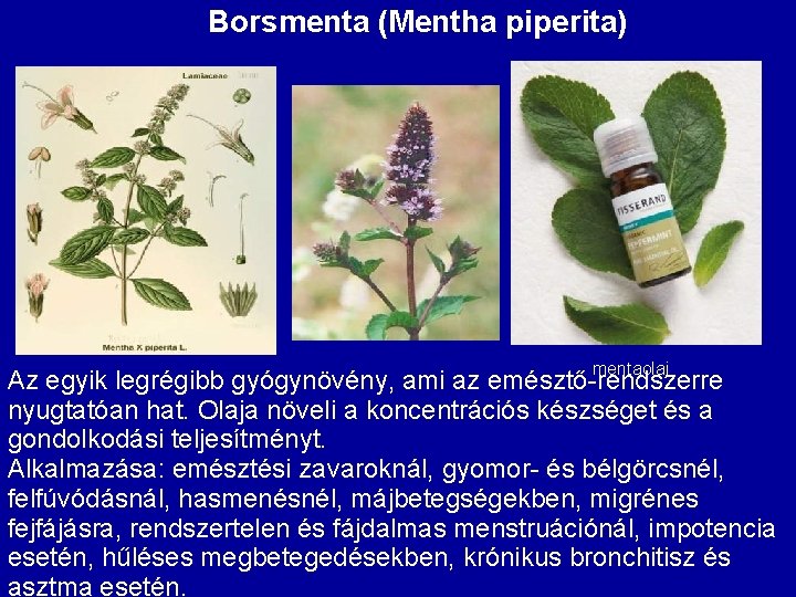 Borsmenta (Mentha piperita) mentaolaj Az egyik legrégibb gyógynövény, ami az emésztő-rendszerre nyugtatóan hat. Olaja