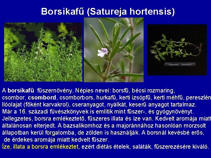 Borsikafű (Satureja hortensis) A borsikafű fűszernövény. Népies nevei: borsfű, bécsi rozmaring, csombor, csombord, csomborbors,