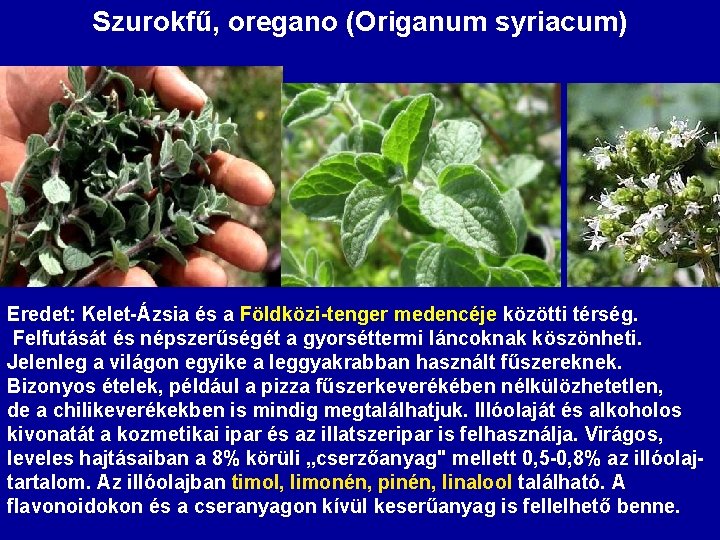 Szurokfű, oregano (Origanum syriacum) Eredet: Kelet-Ázsia és a Földközi-tenger medencéje közötti térség. Felfutását és