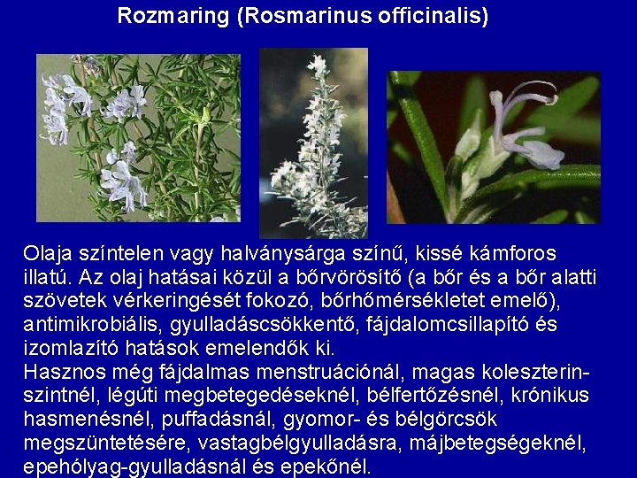 Rozmaring (Rosmarinus officinalis) Olaja színtelen vagy halványsárga színű, kissé kámforos illatú. Az olaj hatásai