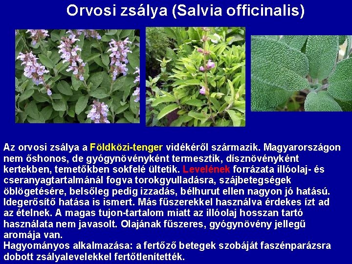 Orvosi zsálya (Salvia officinalis) Az orvosi zsálya a Földközi-tenger vidékéről származik. Magyarországon nem őshonos,