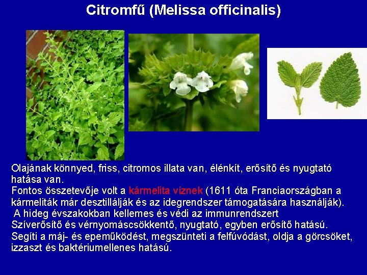 Citromfű (Melissa officinalis) Olajának könnyed, friss, citromos illata van, élénkít, erősítő és nyugtató hatása