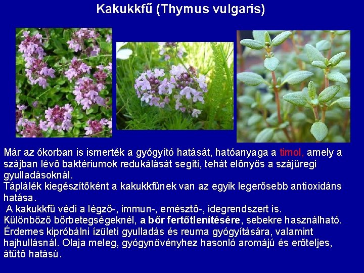 Kakukkfű (Thymus vulgaris) Már az ókorban is ismerték a gyógyító hatását, hatóanyaga a timol,