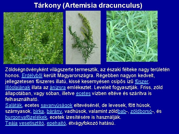 Tárkony (Artemisia dracunculus) Zöldségnövényként világszerte termesztik, az északi félteke nagy területén honos. Erdélyből került