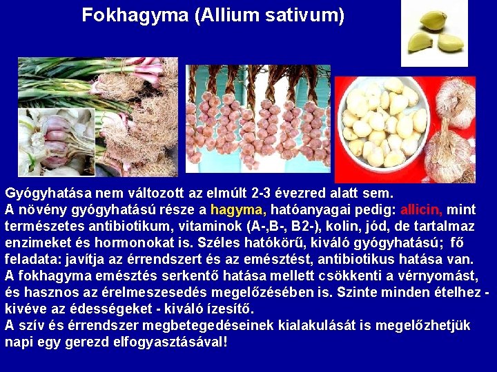 Fokhagyma (Allium sativum) Gyógyhatása nem változott az elmúlt 2 -3 évezred alatt sem. A