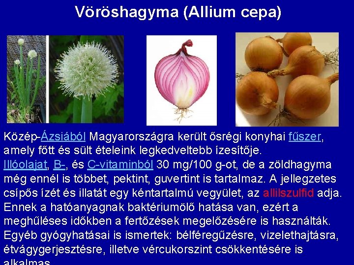 Vöröshagyma (Allium cepa) Közép-Ázsiából Magyarországra került ősrégi konyhai fűszer, amely főtt és sült ételeink