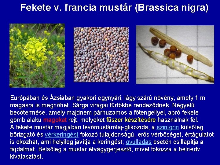 Fekete v. francia mustár (Brassica nigra) Európában és Ázsiában gyakori egynyári, lágy szárú növény,