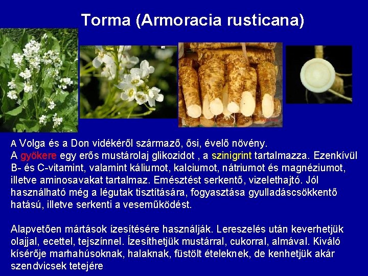 Torma (Armoracia rusticana) A Volga és a Don vidékéről származő, ősi, évelő növény. A