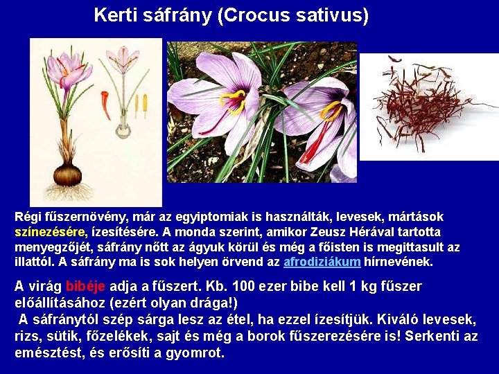 Kerti sáfrány (Crocus sativus) Régi fűszernövény, már az egyiptomiak is használták, levesek, mártások színezésére,