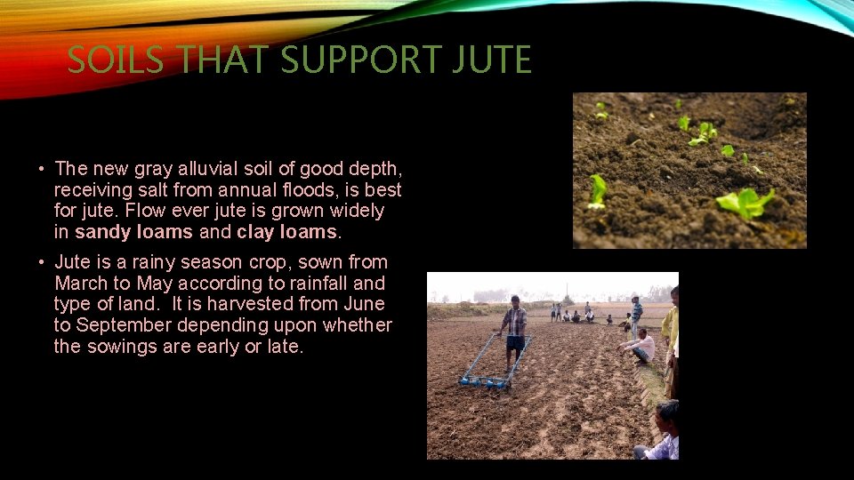 EVERYTHING ABOUT JUTE By Deep Grade 6 A