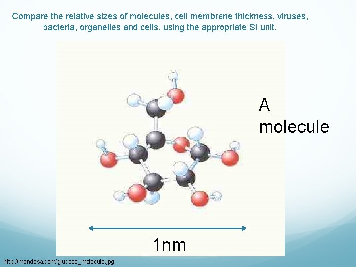 Compare the relative sizes of molecules, cell membrane thickness, viruses, bacteria, organelles and cells,