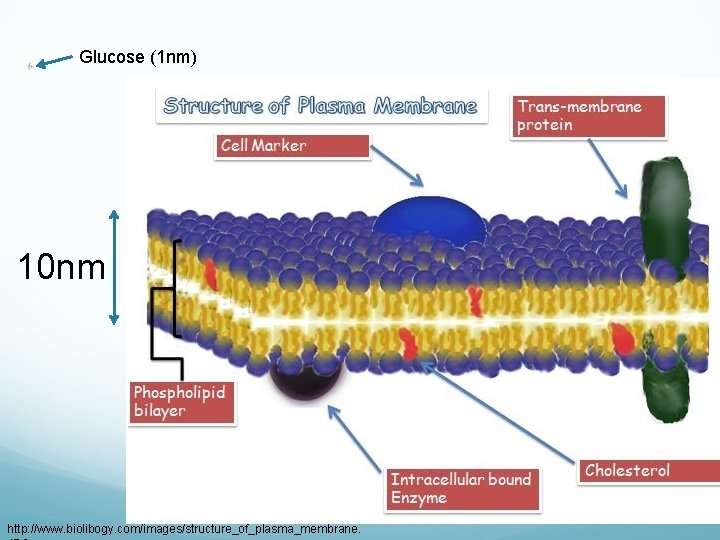 Glucose (1 nm) 10 nm http: //www. biolibogy. com/images/structure_of_plasma_membrane. A molecule 