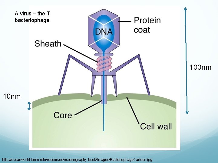 A virus – the T bacteriophage 100 nm 10 nm http: //oceanworld. tamu. edu/resources/oceanography-book/Images/Bacteriophage.