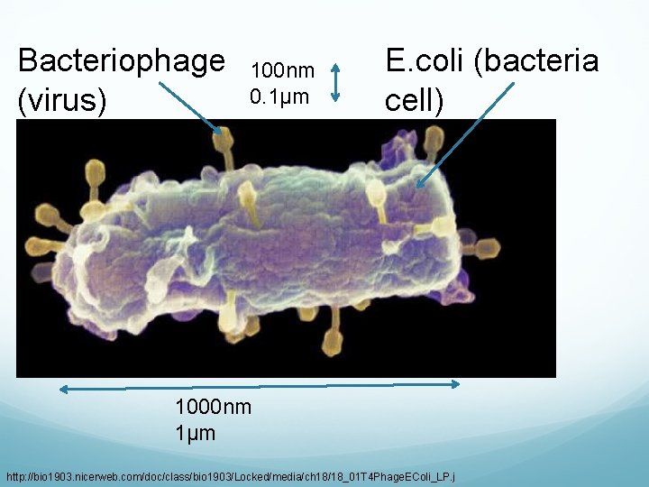 Bacteriophage (virus) 100 nm 0. 1µm E. coli (bacteria cell) 1000 nm 1µm http: