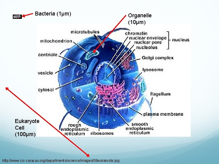 Bacteria (1µm) Eukaryote Cell (100µm) http: //www. cic-caracas. org/departments/science/images/08 eukaryote. jpg Organelle (10µm) 